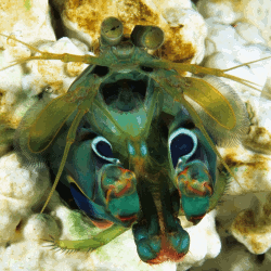 Mantis shrimp (Gonodactylus smithii). Each of its eyes measures the six polarisation components that are precisely required.