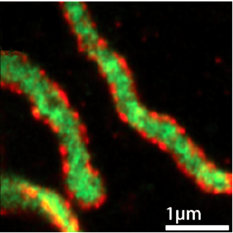Cell nano-image. Distribution of membrane (red) and matrix (green) proteins in cellular mitochondria.