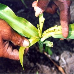 A problem demanding a solution. One of the major limiting factors in crop production in Asia is the heavy infestation of the corn borer, Ostrinia furnacalis, yielding a 30-40% reduction of productivity. This pest already limits the food production in several asiatic countries and has a significant impact on the development of the region.