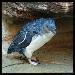 A Fairy Penguin. Fairy Penguins live along the coastline of Southern Australia and New Zealand. They are the world�s smallest penguins and their feather barbs have characteristic blue shades.
