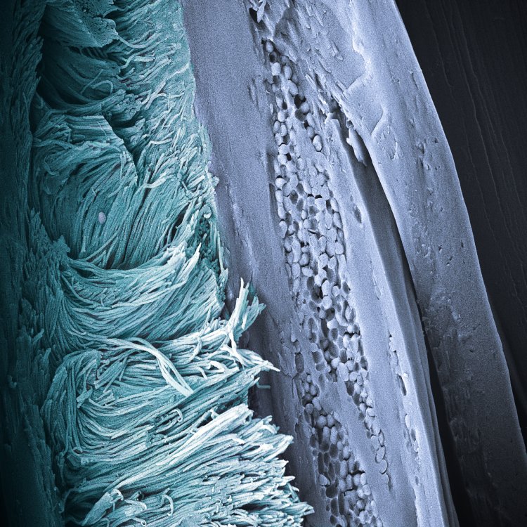 Arrays of keratin nanofibers. A close up of a Fairy Penguins feather barb. The keratin nanofibers produce the characteristic non-iridescent blue color by coherent light scattering and constitute a novel morphology for feathers.