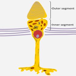 A cone cell. Schematic representation of a cone cell. The photosensitive part is the outer segment of the cell: the upper part where the various layers of cell membrane can be seen.