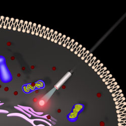 A cellular spy cam. The nanowire in the center channels light into a living cell. This light can excite fluorescent markers inside the cell and otherwise be reflected back into the nanowire. A detection system then allows us to capture the light and thus to gain insight into processes inside the living cell.