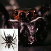 Jumping spider and its 4 eyes. A jumping spider (<i>H. adansoni</i>) has well-developed camera-type eyes, seemingly like human eyes. This is in striking contrast to the compound eyes -- eyes made of many small and simple photoreceptors -- of other arthropods such as shrimps and insects.