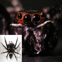 Jumping spider and its 4 eyes. A jumping spider (<i>H. adansoni</i>) has well-developed camera-type eyes, seemingly like human eyes. This is in striking contrast to the compound eyes — eyes made of many small and simple photoreceptors — of other arthropods such as shrimps and insects.